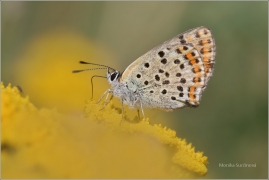 <p>OHNIVÁČEK ČERNOSKVRNNÝ - (Lycaena tityrus) ---- /Sooty copper - Brauner Feuerfalter/</p>